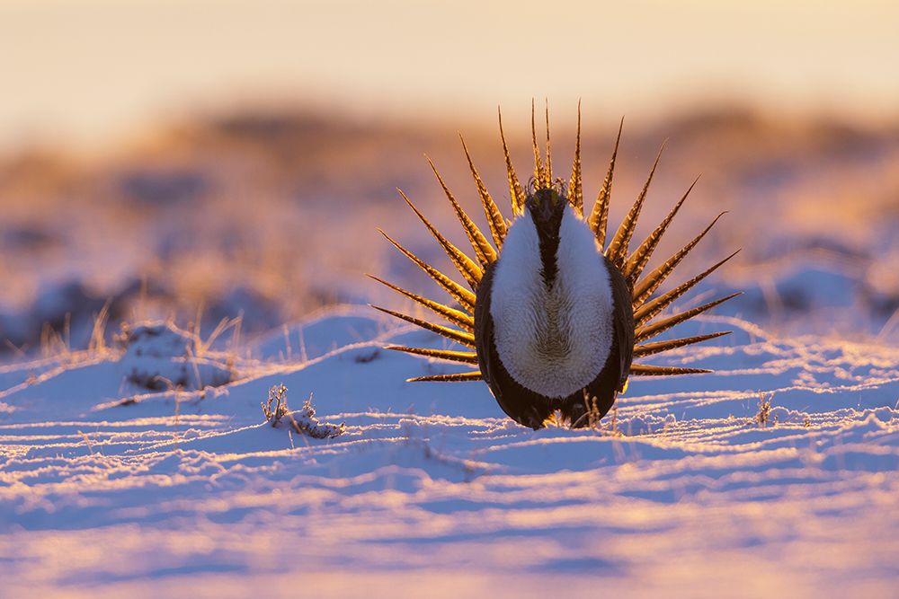 Greater sage grouse-sunrise courtship dance-Colorado-USA